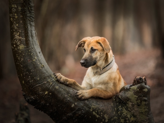 Рыжий пес на дереве в лесу 