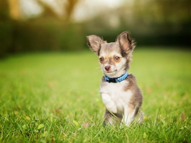 Маленькая собака породы чихуахуа сидит в зеленой траве