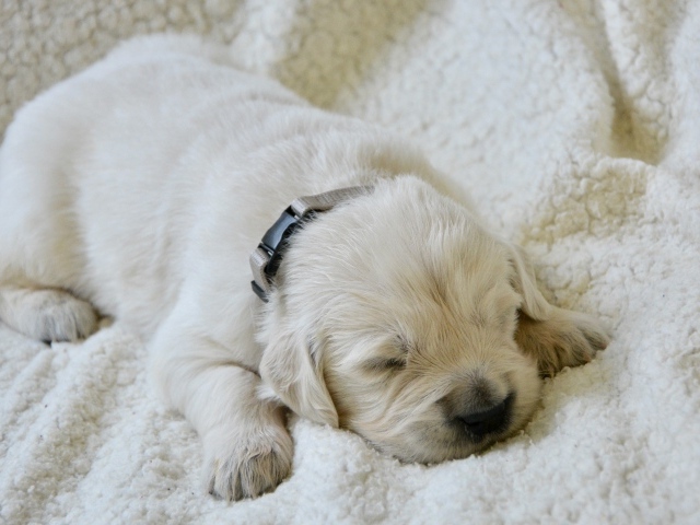 Маленький слепой щенок золотистого ретривера