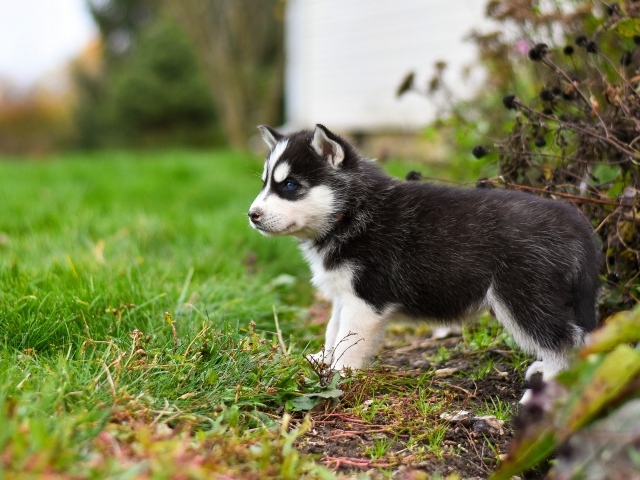 Маленький голубоглазый щенок хаски на зеленой траве 