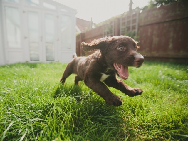 Маленький веселый щенок бежит по траве 