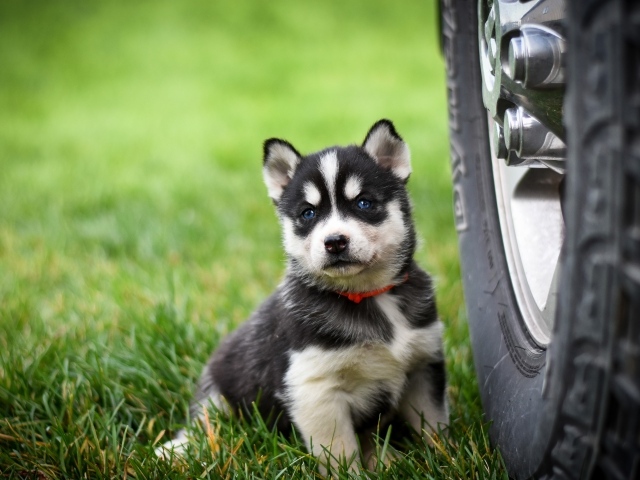 Маленький щенок хаски сидит на зеленой траве у колеса 
