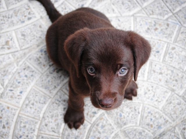 Маленький грустный коричневый щенок лабрадора