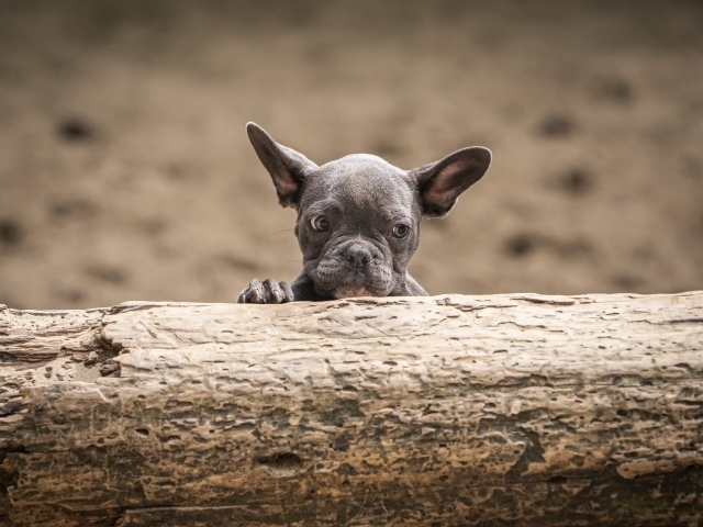 Маленький испуганный щенок французского бульдога