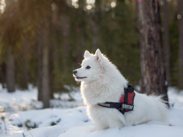 Породистая белая собака гуляет по заснеженному лесу
