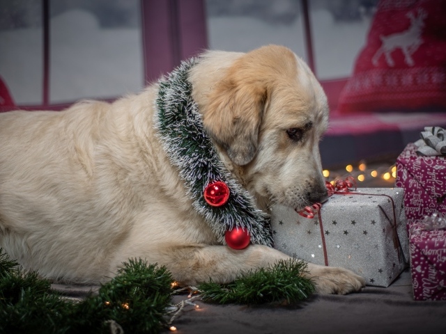 Грустный золотистый ретривер с подарками на новый год 