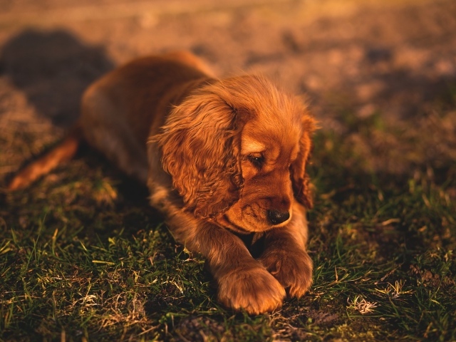 Грустный щенок спаниеля лежит на траве 