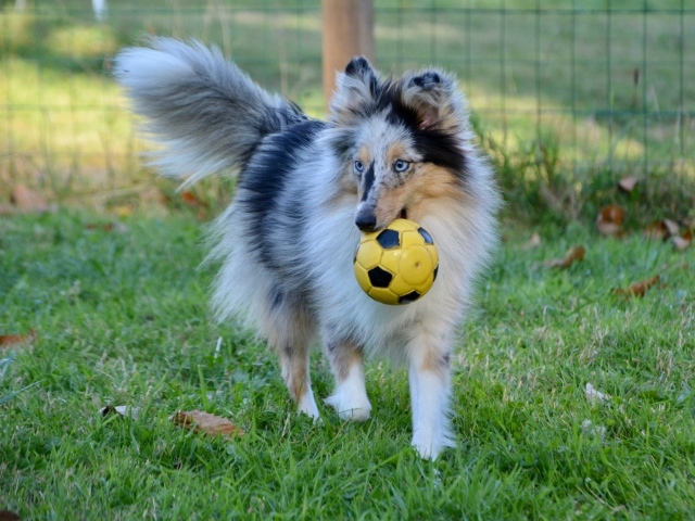 Шелти с мячом в зубах на траве