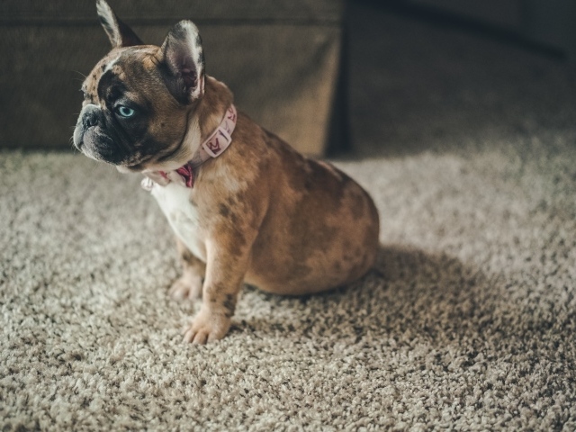 Маленький голубоглазый щенок французского бульдога 