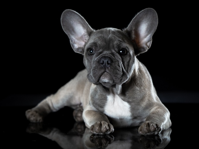 Маленький щенок французского бульдога с большими ушами на черном фоне