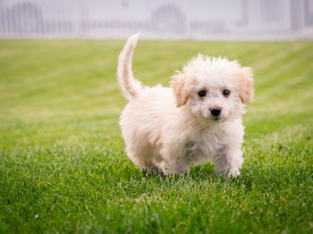 Маленький белый пушистый щенок на зеленом газоне