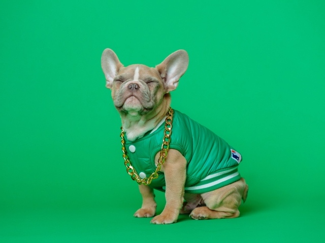 Улыбающийся французский бульдог на зеленом фоне