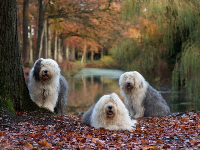 Три собаки породы Бобтейл у дерева с опавшей листвой
