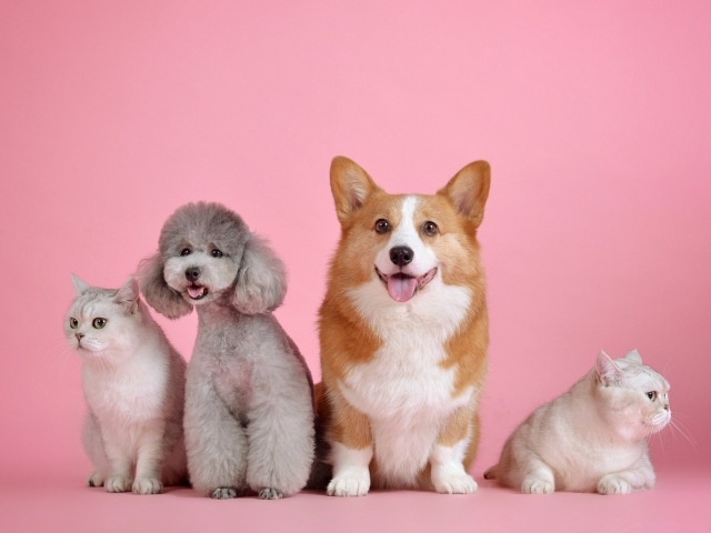 Две породистые собаки и два кота на розовом фоне