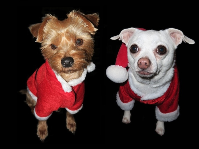 Две маленькие породистые собаки в новогодних  костюмах 