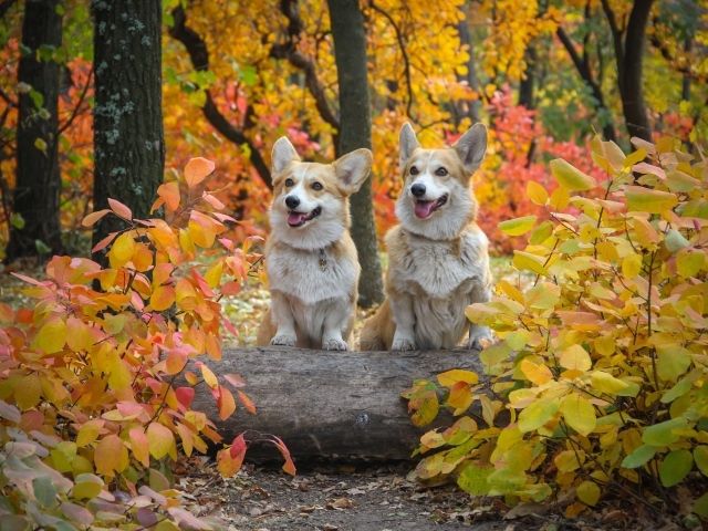 Две собаки вельш корги в осеннем парке 