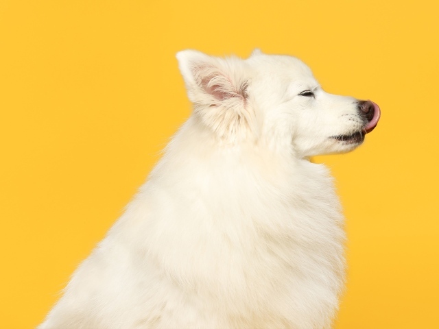 Белый шпиц с высунутым языком на желтом фоне