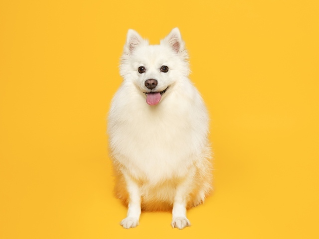 Белый пушистый шпиц на желтом фоне 