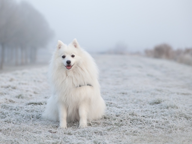 Белый пушистый шпиц сидит на покрытой инеем траве