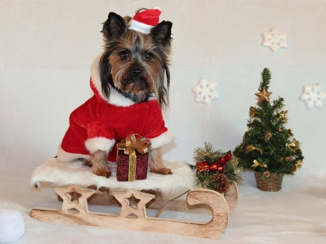 Йоркширский терьер на санках у новогодней елки 