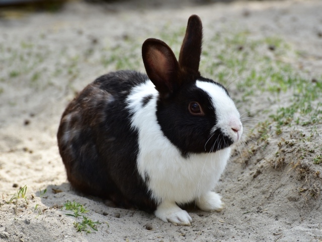 Черно-белый кролик сидит на песке 