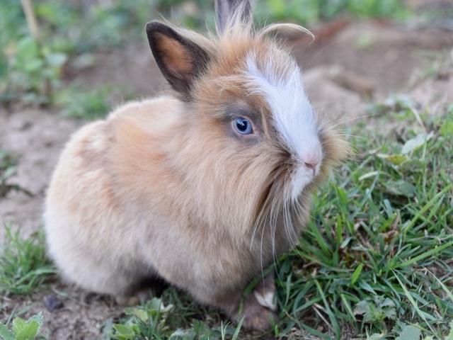Голубоглазый кролик в зеленой траве