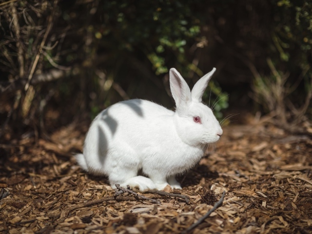 Белый кролик с красными глазами на земле