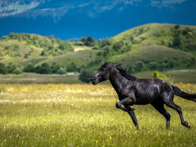 Красивый черный конь скачет по траве 