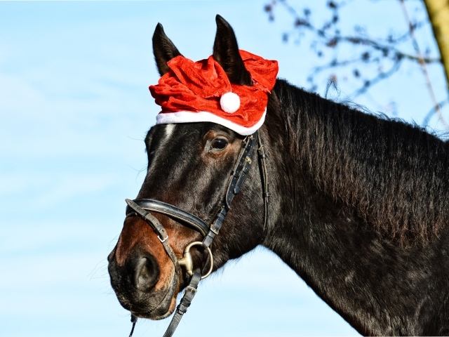 Большой черный конь с новогодней шапкой на голове 