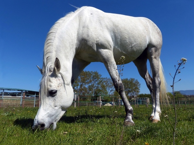 Большой белый конь пасется на зеленом лугу 
