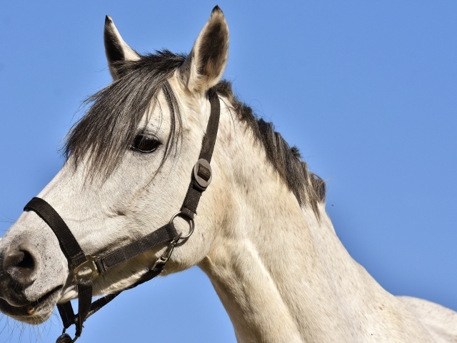 Большой белый конь на фоне голубого неба 
