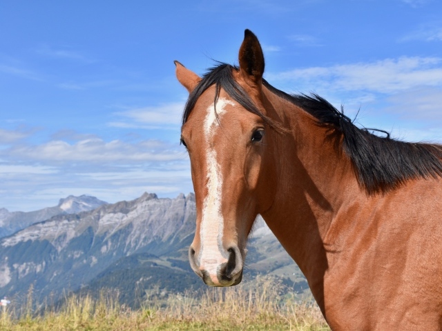 Коричневая лошадь на фоне голубого неба