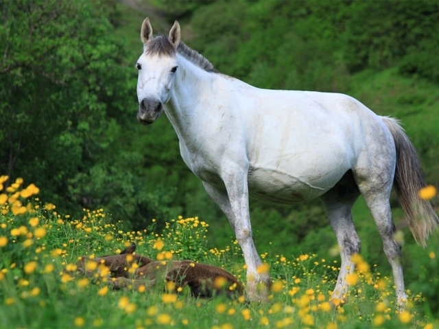 Большая белая лошадь с жеребенком на поляне