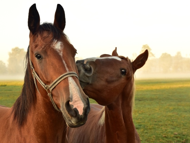 Две красивых коричневых лошади на зеленой поляне