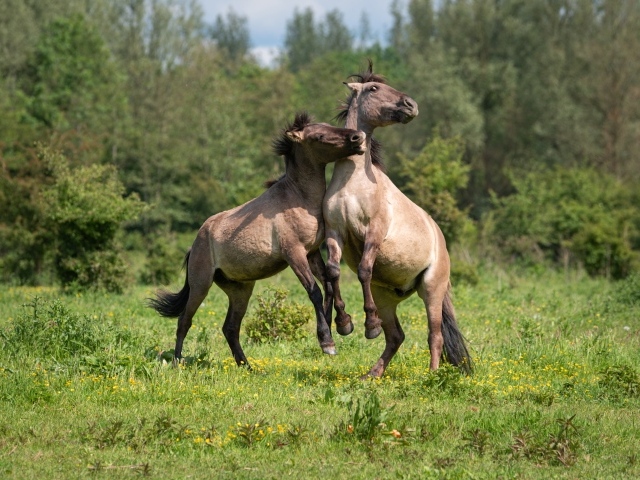 Две лошади играют на зеленой траве