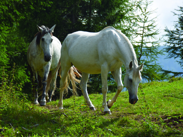 Две белых лошади гуляют в лесу 
