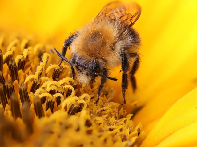 Пчела собирает сладкий нектар на цветке подсолнуха