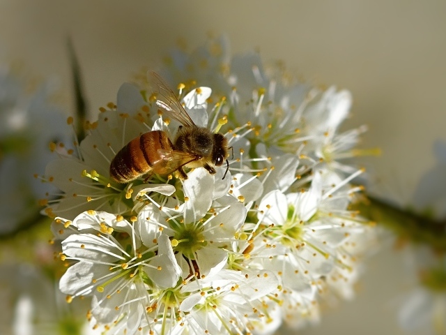 Пчела сидит на цветущей ветке вишни весной