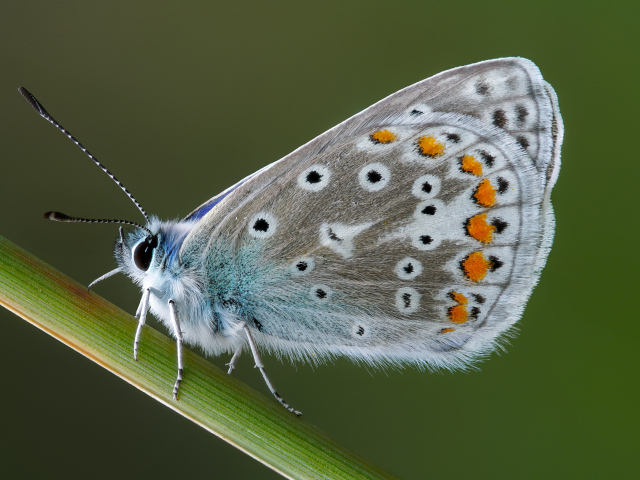 Красивая голубая бабочка сидит на зеленой траве
