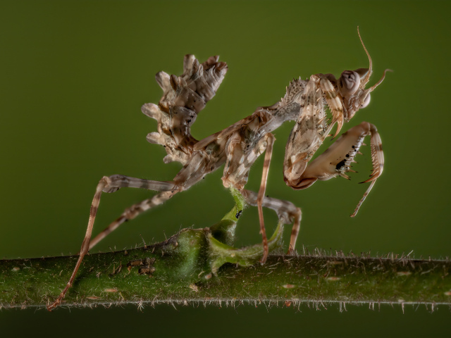 Красивый коричневый богомол на зеленом фоне
