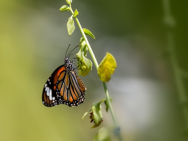 Красивая бабочка сидит на зеленой траве 