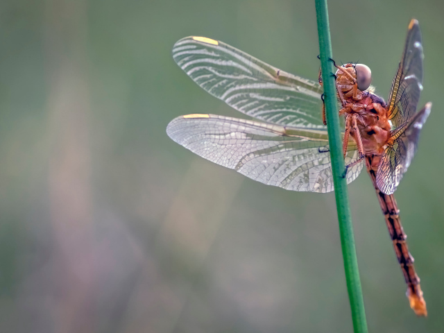 Красивая стрекоза сидит на зеленой траве 