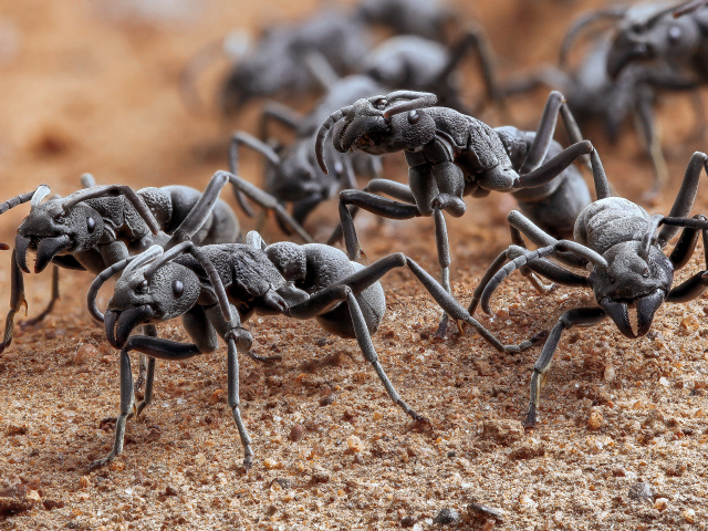 Большие черные муравьи крупным планом