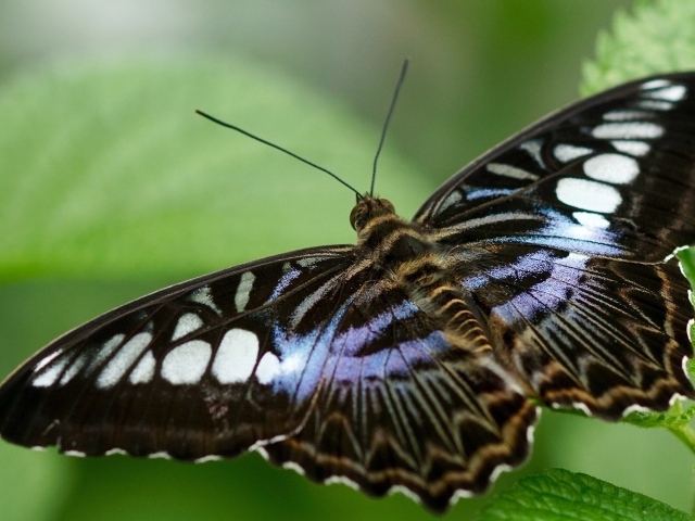 Большая бабочка сидит на зеленом листе 
