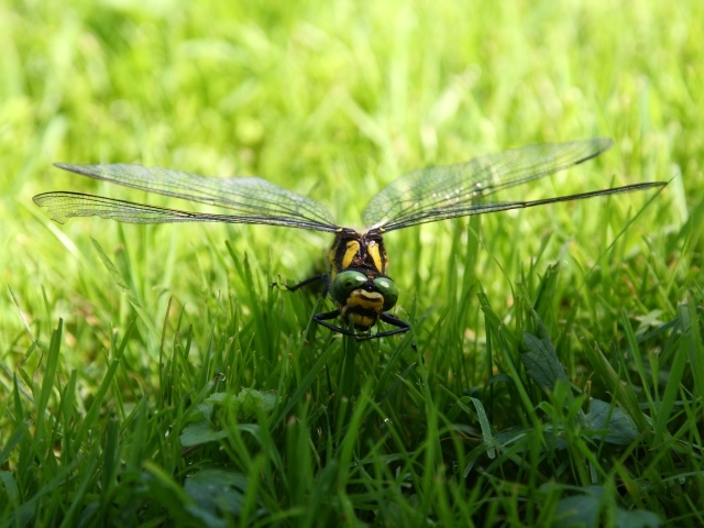 Большая стрекоза сидит на зеленой траве