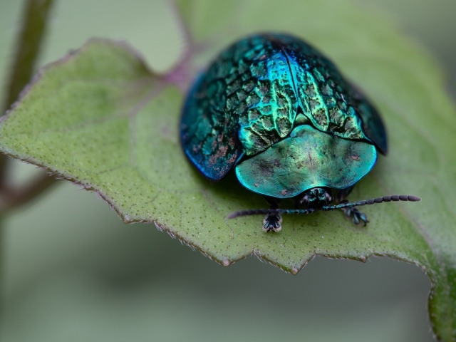 Большой зеленый жук сидит на листе