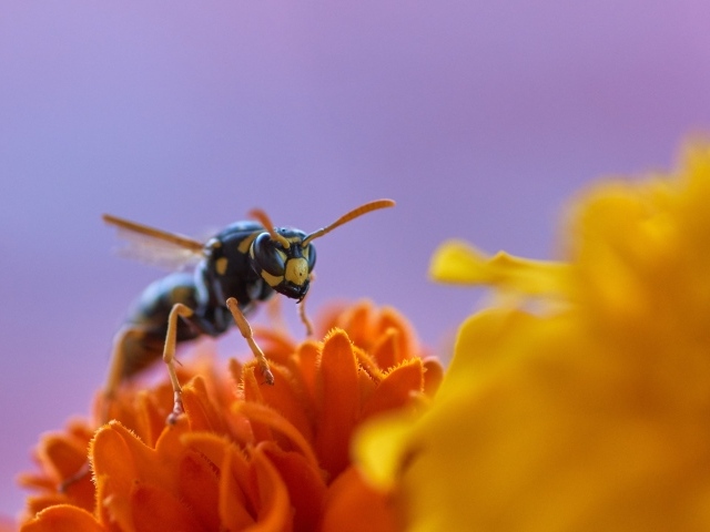 Большая желтая оса сидит на цветке
