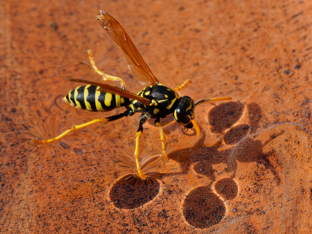 Большая желтая оса сидит на воде 