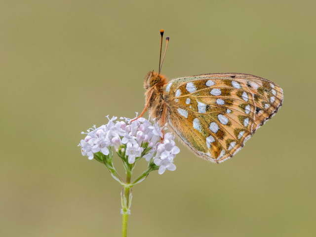 Коричневая бабочка сидит на цветке на коричневом фоне 