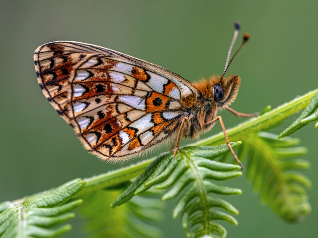Коричневая бабочка сидит на зеленом листе 